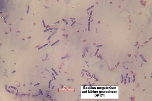 Bacillus megaterium